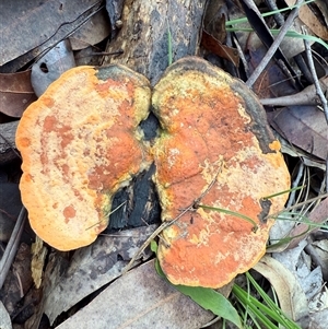 Trametes coccinea at Bucketty, NSW - 25 Apr 2025 09:28 AM