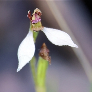 Eriochilus cucullatus at Beechworth, VIC - suppressed