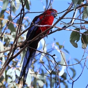 Platycercus elegans at Beechworth, VIC - 21 Apr 2025 07:54 PM