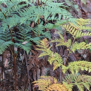 Pteridium esculentum at Beechworth, VIC - 21 Apr 2025 08:00 PM