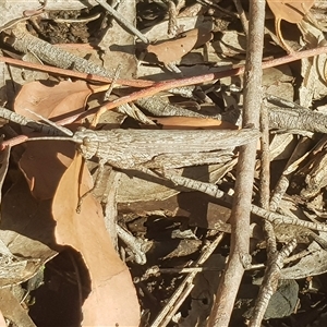 Coryphistes ruricola at Bargo, NSW - 24 Apr 2025 02:14 PM
