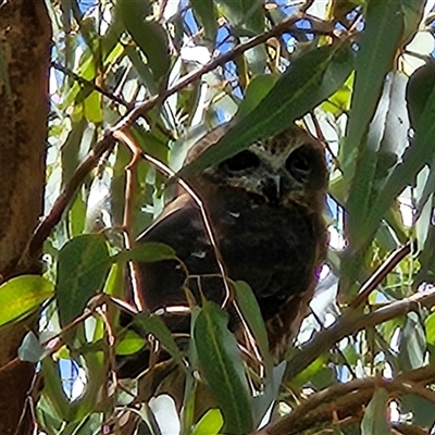 Ninox boobook (Southern Boobook) at Carrickalinga, SA - 18 Apr 2025 by JStrikers
