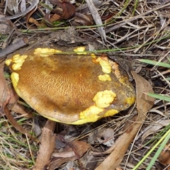 Unverified Cap on a stem; pores below cap [boletes & stemmed polypores] at West Hobart, TAS - 24 Apr 2025 by VanessaC