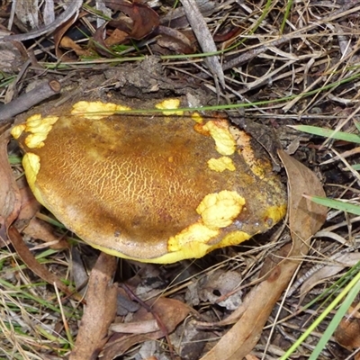 Unverified Cap on a stem; pores below cap [boletes & stemmed polypores] at West Hobart, TAS - 24 Apr 2025 by VanessaC
