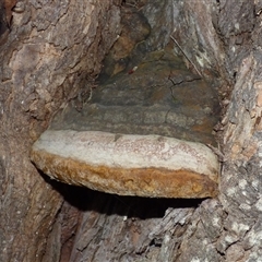 Unverified Underside smooth or wrinkled/roughened <Stereum etc> at West Hobart, TAS - 24 Apr 2025 by VanessaC