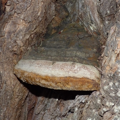 Unverified Underside smooth or wrinkled/roughened <Stereum etc> at West Hobart, TAS - 24 Apr 2025 by VanessaC