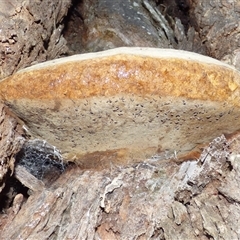 Phellinus sp. (non-resupinate) at West Hobart, TAS - 24 Apr 2025 06:02 PM