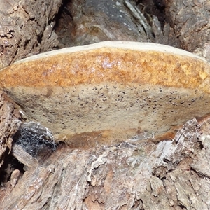 Phellinus sp. (non-resupinate) at West Hobart, TAS - 24 Apr 2025 06:02 PM