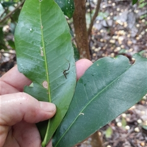 Acronychia wilcoxiana at Pappinbarra, NSW - 25 Apr 2025 11:17 AM