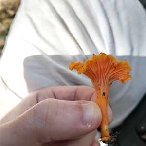 Cantharellus concinnus at Bermagui, NSW - 25 Apr 2025 11:31 AM