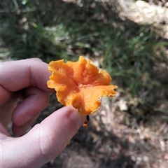 Cantharellus concinnus at Bermagui, NSW - 25 Apr 2025 11:31 AM