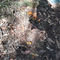 Cantharellus concinnus at Bermagui, NSW - 25 Apr 2025 11:31 AM