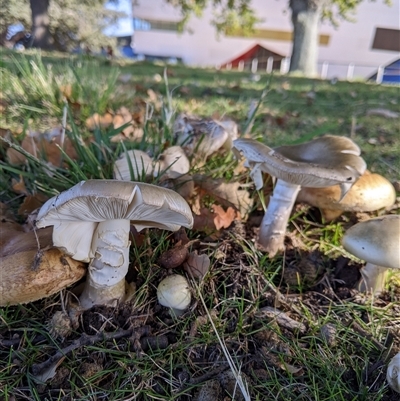 Amanita phalloides at Acton, ACT - 25 Apr 2025 by FHolm