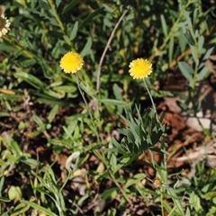 Coronidium sp. at Endrick, NSW - 7 Apr 2025 by RAllen