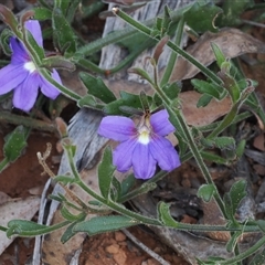 Scaevola ramosissima (Hairy Fan-flower) at Endrick, NSW - 7 Apr 2025 by RAllen