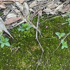 Pterostylis sp. at Mirador, NSW - suppressed