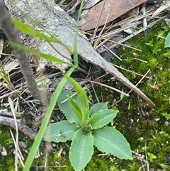 Pterostylis sp. at Mirador, NSW - suppressed