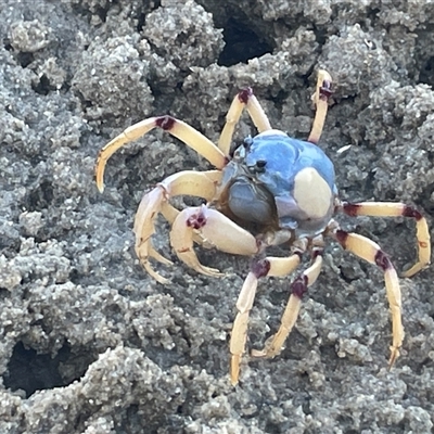 Mictyris longicarpus (Soldier Crab) at Merimbula, NSW - 25 Apr 2025 by Clarel