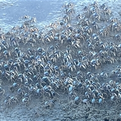 Mictyris longicarpus at Merimbula, NSW - 25 Apr 2025 02:05 PM