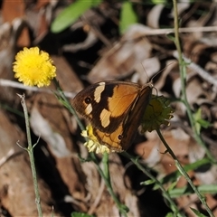 Heteronympha merope at Endrick, NSW - 7 Apr 2025 by RAllen