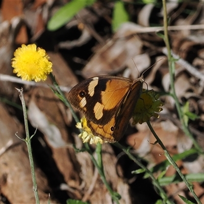 Heteronympha merope at Endrick, NSW - 7 Apr 2025 by RAllen