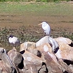 Ardea alba (Great Egret) at Goulburn, NSW - 25 Apr 2025 by trevorpreston
