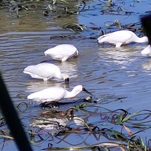 Platalea regia at Goulburn, NSW - 25 Apr 2025 10:55 AM
