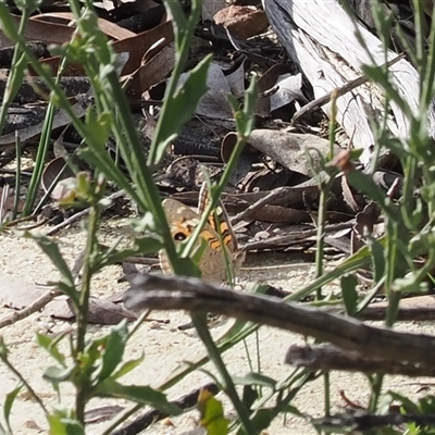 Junonia villida (Meadow Argus) at Endrick, NSW - 7 Apr 2025 by RAllen