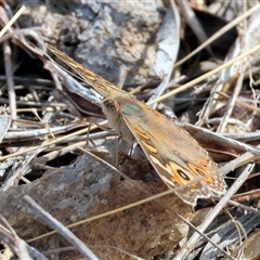 Junonia villida at West Wodonga, VIC - 25 Apr 2025 12:24 PM