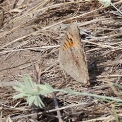 Junonia villida at West Wodonga, VIC - 25 Apr 2025 12:24 PM