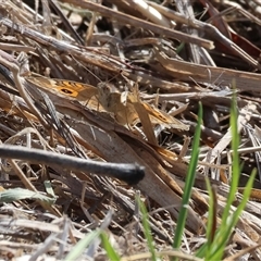 Junonia villida at West Wodonga, VIC - 25 Apr 2025 12:24 PM