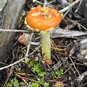 Amanita xanthocephala at Bournda, NSW - 25 Apr 2025 07:58 AM