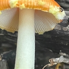 Amanita xanthocephala at Bournda, NSW - 25 Apr 2025 07:58 AM