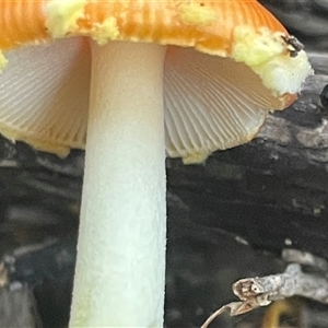 Amanita xanthocephala at Bournda, NSW - 25 Apr 2025 07:58 AM