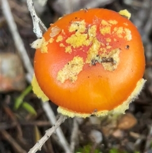 Amanita xanthocephala at Bournda, NSW - 25 Apr 2025 07:58 AM