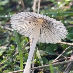 Parasola plicatilis at Bournda, NSW - 25 Apr 2025 09:37 AM