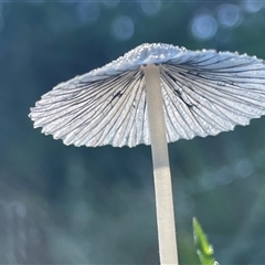 Parasola plicatilis at Bournda, NSW - 25 Apr 2025 09:37 AM