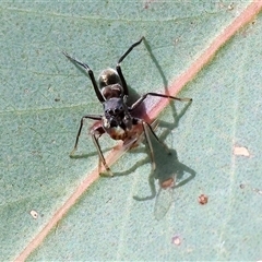 Myrmarachne (genus) at West Wodonga, VIC - 25 Apr 2025 12:51 PM