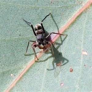 Myrmarachne sp. (genus) at West Wodonga, VIC - 25 Apr 2025 12:51 PM