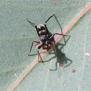 Myrmarachne sp. (genus) at West Wodonga, VIC - 25 Apr 2025 12:51 PM