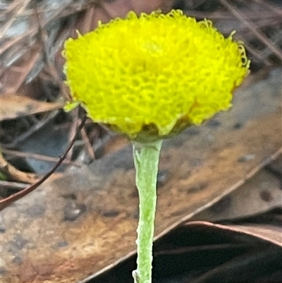 Craspedia sp. (Billy Buttons) at Bournda, NSW - 25 Apr 2025 by Clarel