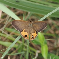 Hypocysta metirius (Brown Ringlet) at Gerroa, NSW - 8 Apr 2025 by RAllen