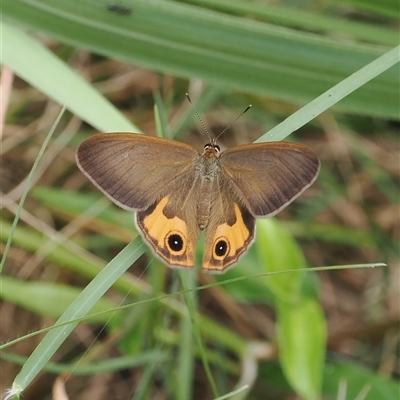 Hypocysta metirius (Brown Ringlet) at Gerroa, NSW - 8 Apr 2025 by RAllen