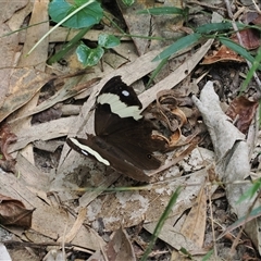 Hypocysta metirius at Gerroa, NSW - 8 Apr 2025 by RAllen