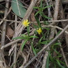 Senecio madagascariensis at Gerroa, NSW - 8 Apr 2025 11:26 AM