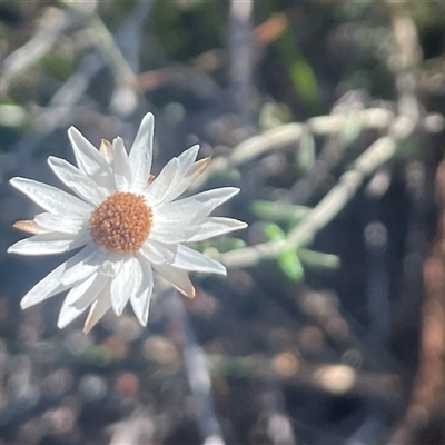 Argentipallium obtusifolium (Blunt Everlasting) at Eden, NSW - 24 Apr 2025 by Clarel