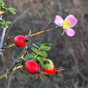 Rosa rubiginosa at Isaacs, ACT - 25 Apr 2025 03:56 PM