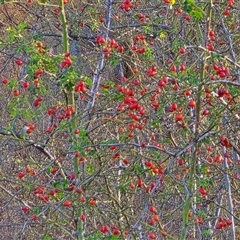Rosa rubiginosa at Isaacs, ACT - 25 Apr 2025 03:56 PM