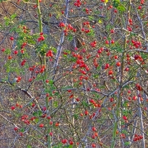 Rosa rubiginosa at Isaacs, ACT - 25 Apr 2025 03:56 PM