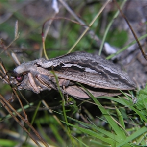 Abantiades labyrinthicus at Bolivia, NSW - suppressed